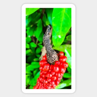 Red peppercorn with bird beak Sticker